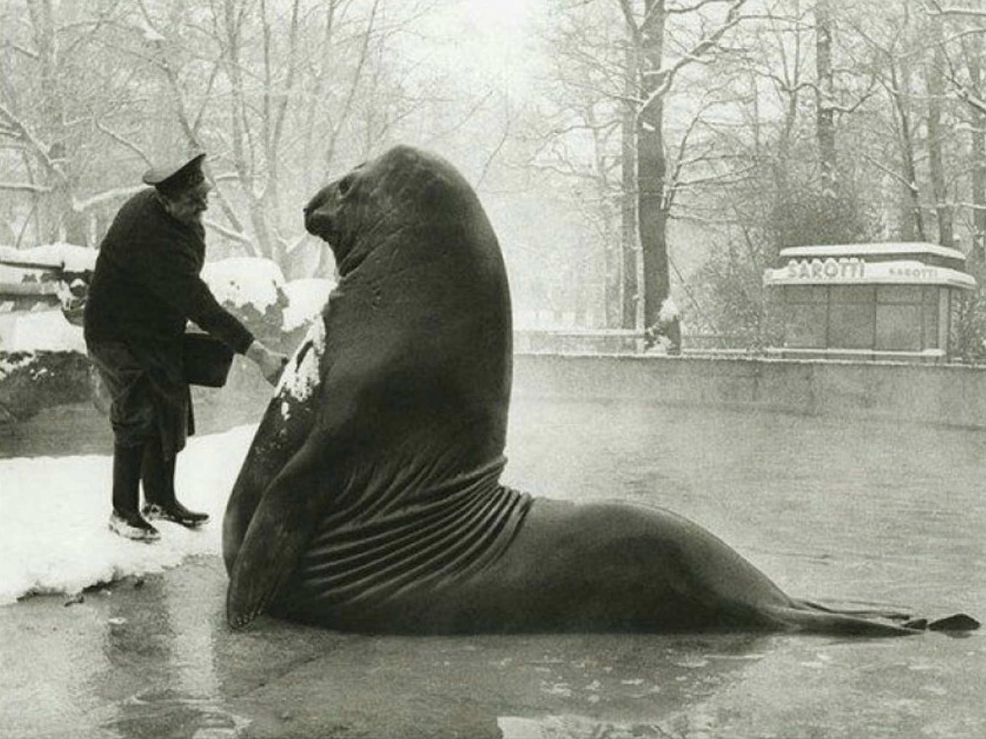 Roland, a 4,000 pound elephant seal, getting a snow bath from his handler at Berlin Zoo, circa 1930